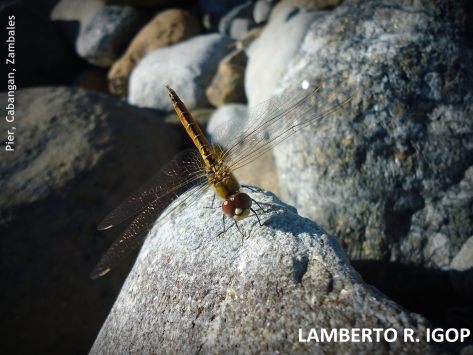 The Dragonfly. A dragonfly rests on a rock during my visit and did not stir while the shot was taken, and surprisingly, at a very close distance.